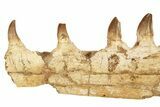 Mosasaur (Prognathodon?) Jaw with Seven Teeth - Morocco #270915-1